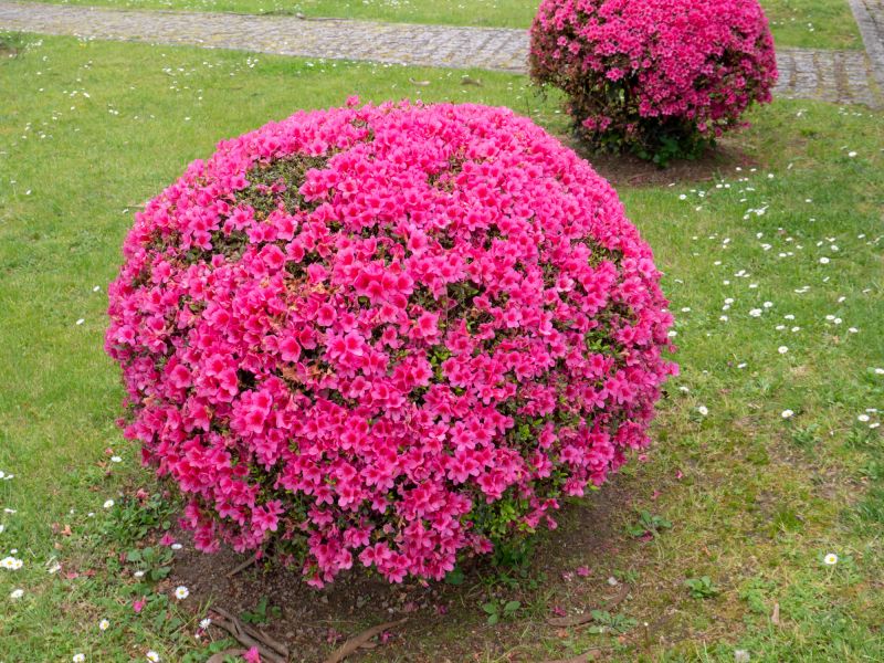Rhododendron Pruning