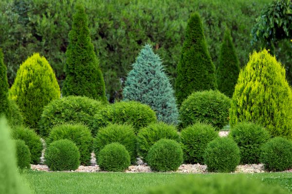 Cost of Bush Trimming Service in Hendersonville