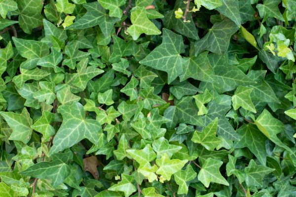 Cost of English Ivy Removal in Hendersonville