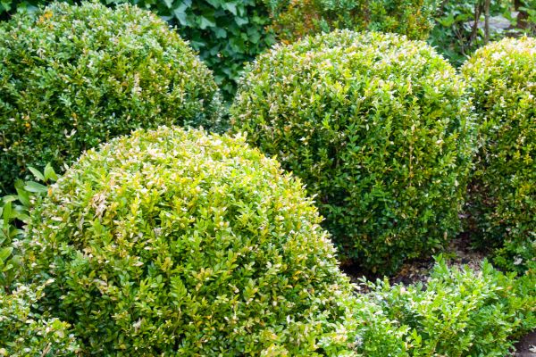Cost of Landscape Trimming Service in Hendersonville
