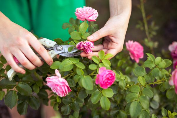 Cost of Rose Trimming in Hendersonville