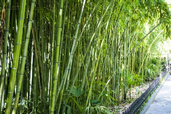 Cost of Bamboo Root Removal in Hendersonville