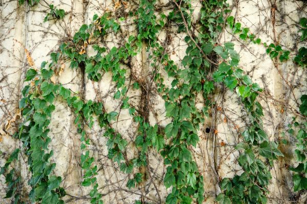 Cost of Vine Removal Service in Hendersonville