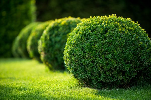 Cost of Bush Pruning in Hendersonville