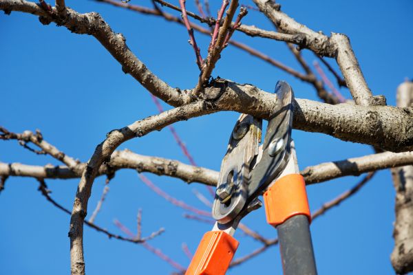 Cost of Selective Pruning in Hendersonville