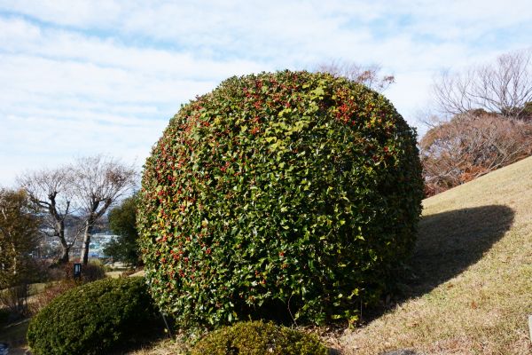 Cost of Holly Trimming in Hendersonville