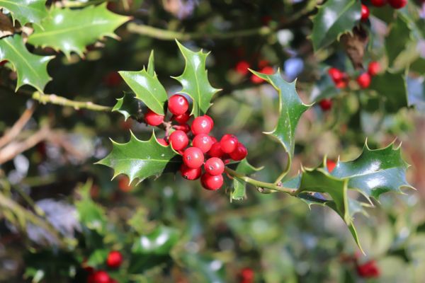 Cost of Holly Tree Trimming in Hendersonville