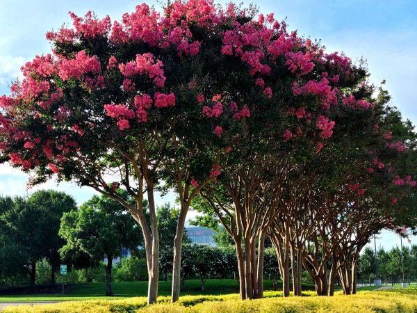 Cost of Crepe Myrtle Pruning in Hendersonville