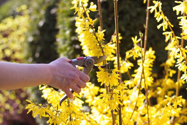 Forsythia Pruning in Hendersonville