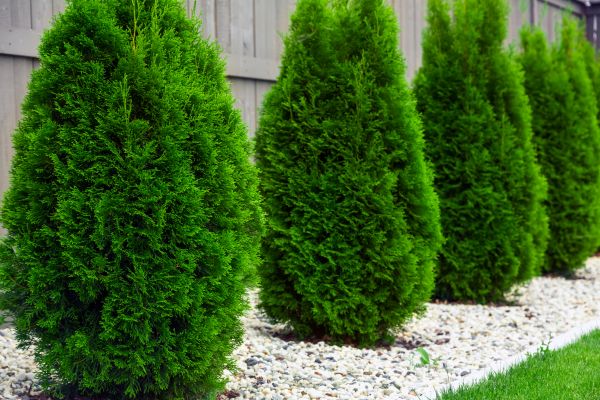 Cost of Arborvitae Removal in Hendersonville