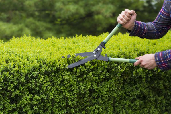 Cost of Evergreen Shrub Pruning in Hendersonville