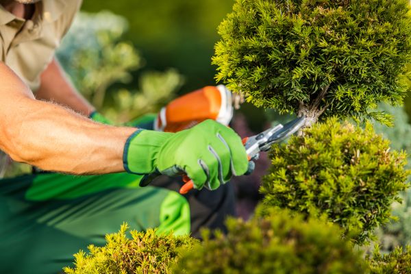 Cost of Landscape Pruning Service in Hendersonville