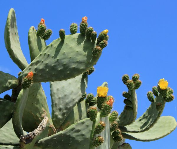 Cost of Cactus Removal in Hendersonville