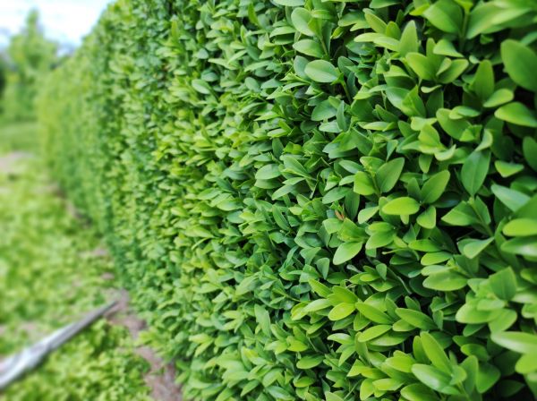 Cost of Boxwood Pruning in Hendersonville