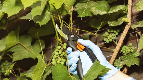 Grape Pruning