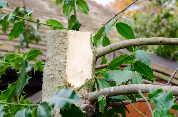 Cost of Holly Tree Removal in Hendersonville