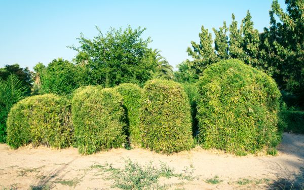 Cost of Bamboo Hedge Removal in Hendersonville