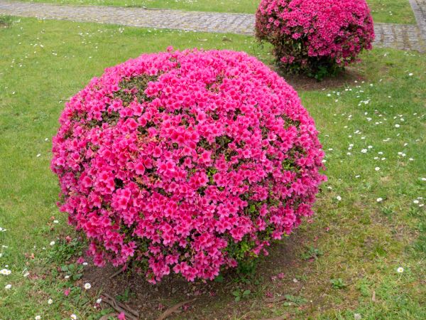 Cost of Rhododendron Pruning in Hendersonville