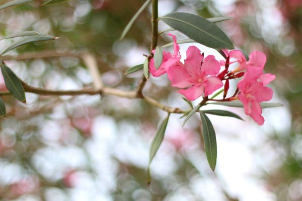 Cost of Oleander Removal in Hendersonville