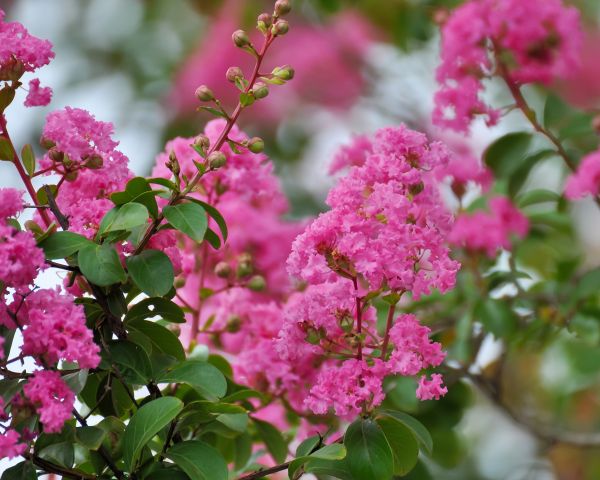 Cost of Crepe Myrtle Removal in Hendersonville