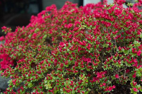 Cost of Weigela Removal Service in Hendersonville