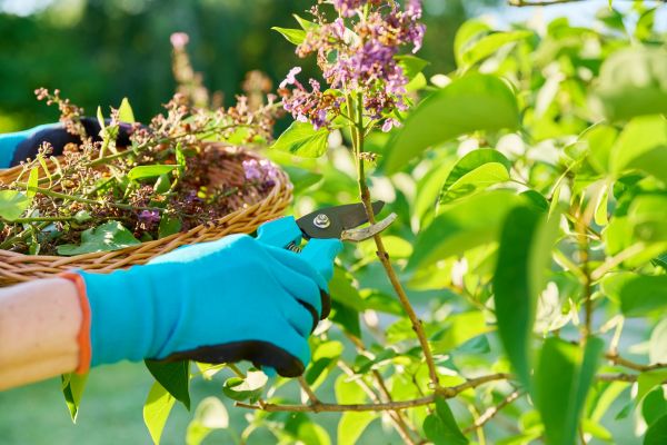 Cost of Lilac Trimming Service in Hendersonville