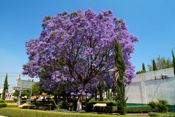 Cost of Jacaranda Pruning in Hendersonville