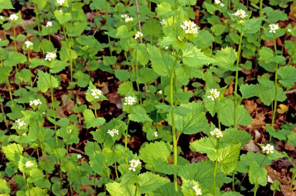 Cost of Garlic Mustard Removal in Hendersonville