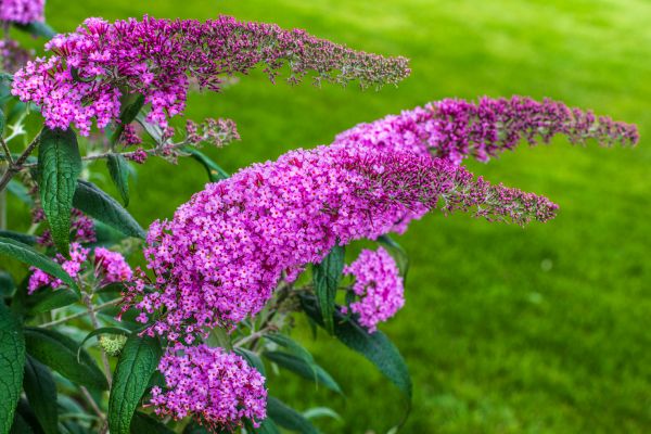 Cost of Butterfly Bush Removal in Hendersonville