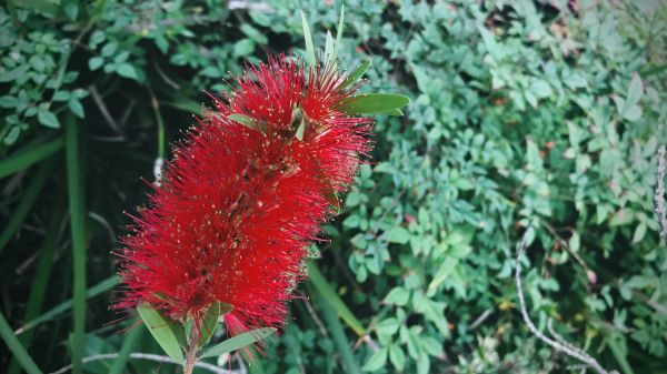 Cost of Bottlebrush Pruning in Hendersonville
